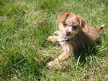Introducing Peanut